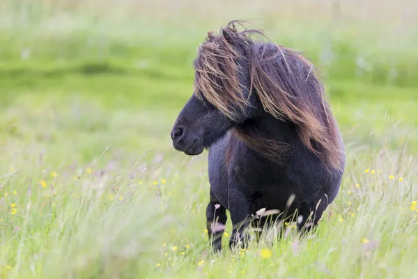 Single Shetland Pony with long hair standing in wind on short gr — Stock Photo, Image