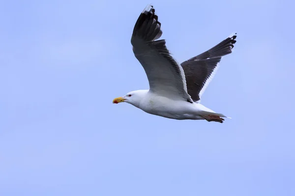 Lesser Black-back Gull gliding on the wind along a cliff on Shet — Stock Photo, Image