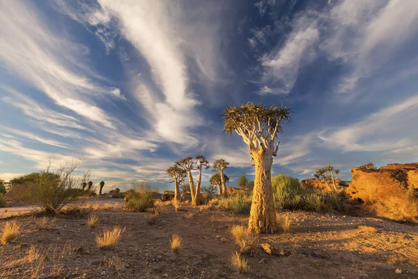 Paisaje de un carcaj Árboles con cielo azul y nubes delgadas en seco — Foto de Stock