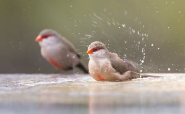 Küçük ve güzel ortak banyoda su Waxbill