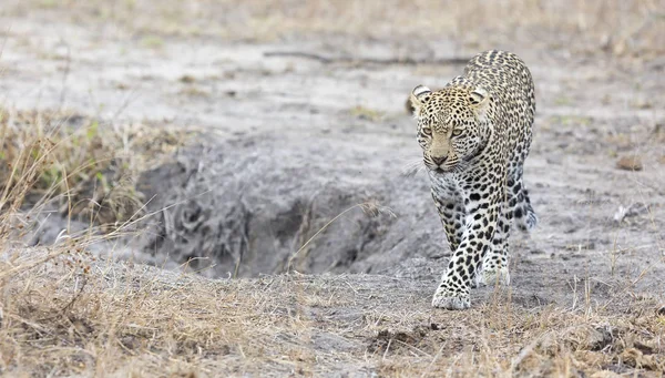 Μοναχικός leopard, το περπάτημα και το κυνήγι κατά τη διάρκεια της ημέρας — Φωτογραφία Αρχείου