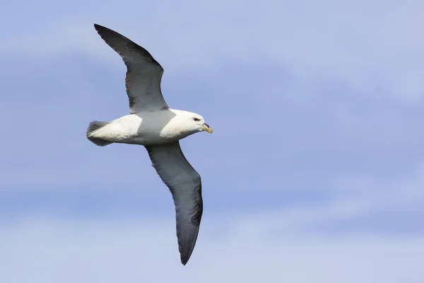 シェトランド諸島の崖に沿って風に 1 つのフルマー滑空します。 — ストック写真