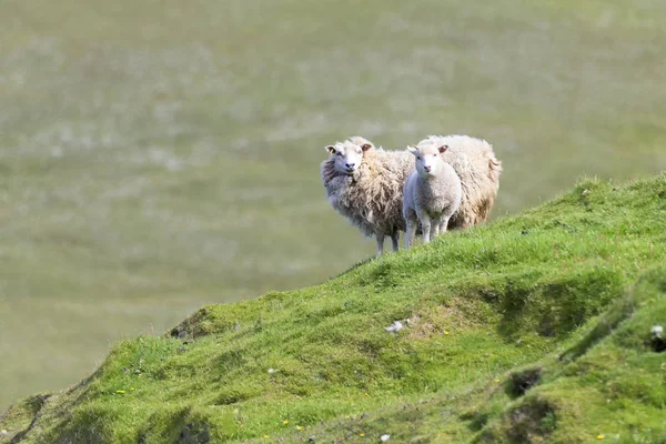 Dvě ovce na okraji útesu, s krátkou trávou Shetland Island — Stock fotografie