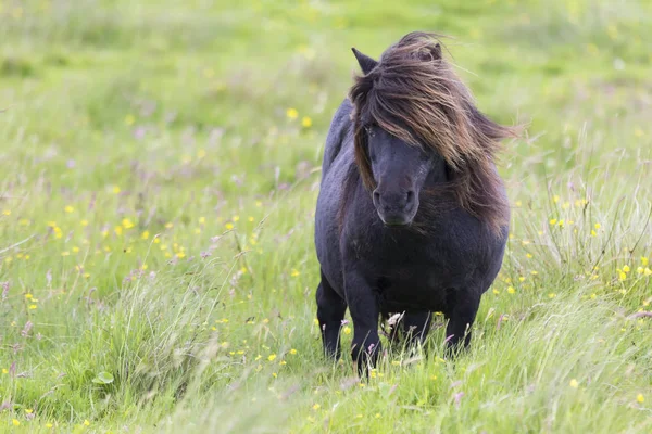 Único Shetland Pony com cabelos longos em pé no vento em curto gr — Fotografia de Stock