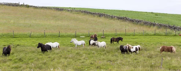 Stádo shetlandských poníků s dlouhými vlasy stojí ve větru na krátké — Stock fotografie