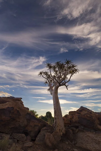 Landscape of a Quiver Tree with blue sky and thin clouds in dry — Stock Photo, Image