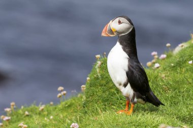 Shetland Adası dinlenme yeşil çim ve küçük beyaz martı