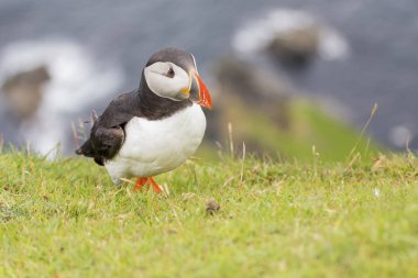 Shetland Adası Deniz cliff yeşil çimenlerin üzerinde dinlenme martı