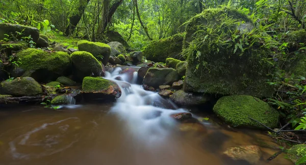 Small stream in forest flowing through moss and fern covered roc — Stock Photo, Image