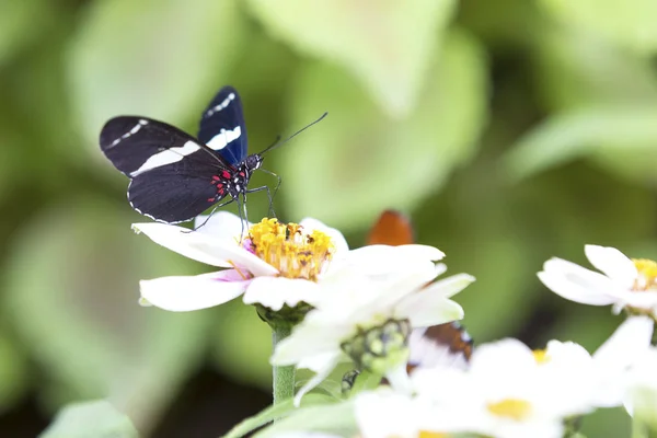 Macro of a black and white butterfly sitting on a yellow flower — Stock Photo, Image