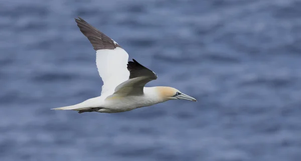 Lone gannet norte deslizando sobre o vento ao longo de um penhasco em Shetla — Fotografia de Stock