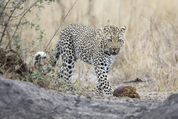 Одинокий леопард гуляет и охотится днем — стоковое фото