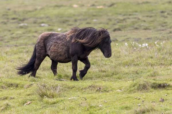 Poney Shetland simple avec les cheveux longs debout dans le vent sur gr court — Photo