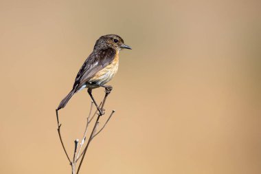 Yakın çekim bir stonechat dişi bir levrek üzerinde yumuşak Gree oturan