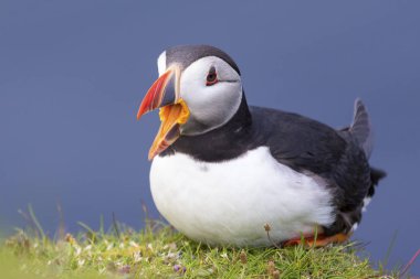 Shetland Adası Deniz cliff yeşil çimenlerin üzerinde dinlenme martı