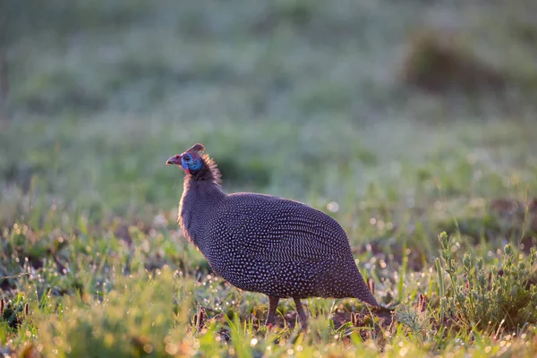 Lone Helmeted Guinea Fowl walking on dew covered grass early mor — Stock Photo, Image