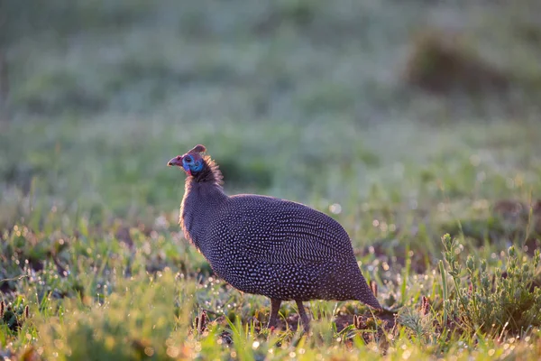 Chevêche guinéenne solitaire marchant sur l'herbe couverte de rosée tôt mor — Photo