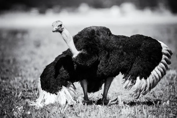 Male Ostrich performing courtship dance on short grass artistic — Stock Photo, Image
