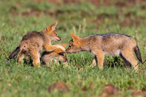 Trois chiots chacals à dos noir jouent dans l'herbe verte courte à d — Photo