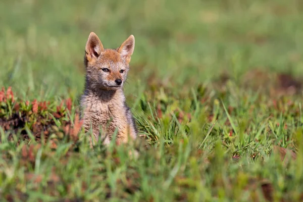 Lone Black Backed Jackal pup sitting in short green grass explor — Stock Photo, Image