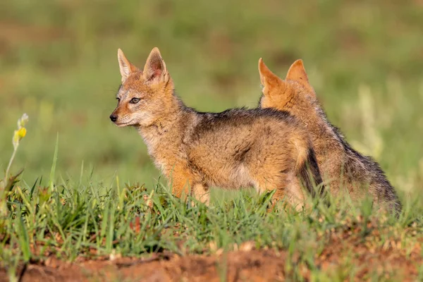 Lone Black Backed Jackal pup standing in short green grass to ex — Stock Photo, Image
