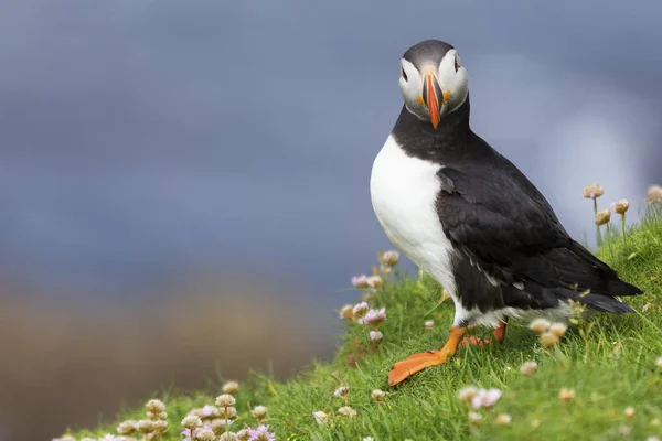 Puffin on Shetland Island resting in green grass and small white — Stock Photo, Image