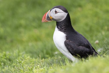 Shetland Adası Deniz cliff yeşil çimenlerin üzerinde dinlenme martı