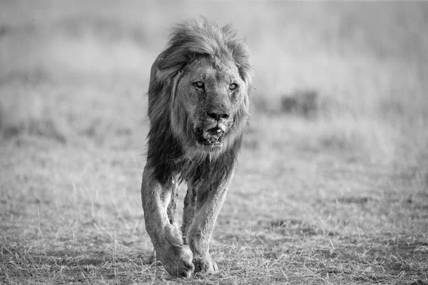 芸術的な変換で歩く巨大なたてがみを持つライオンの男性 — ストック写真