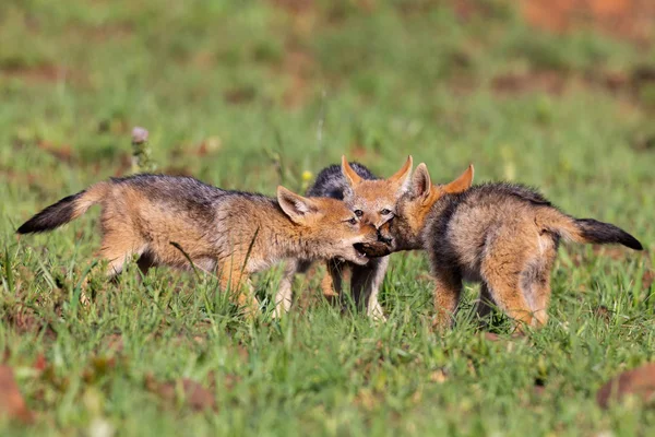 Üç siyah destekli jackal yavru kısa yeşil çim oynamak için d — Stok fotoğraf