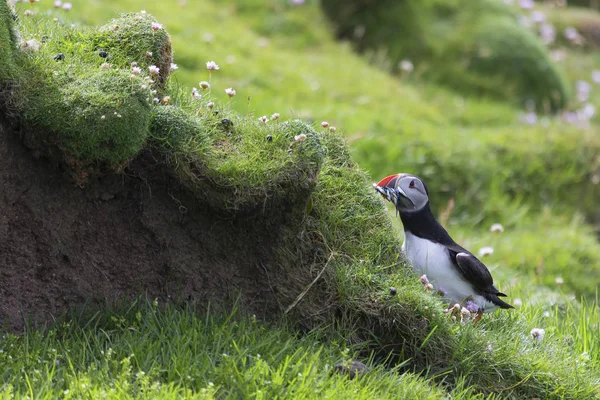 Puffin залучення риби до гнізда на острові Шетландськіє для своїх пташенят — стокове фото