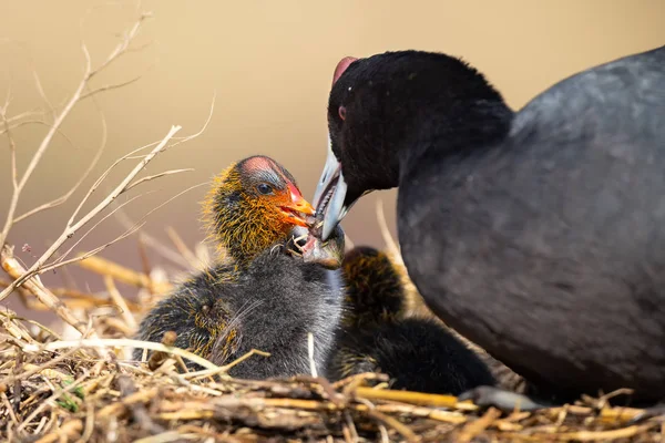 Red-knobbed coot chick is fed small fish by mother to gain stren — Stock Photo, Image