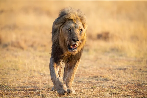 León solitario macho caminando a través de hierba marrón seca caza de comida —  Fotos de Stock