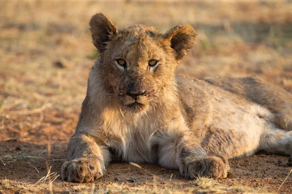 Young lioness lying down in shade to rest after feeding — Stock Photo, Image