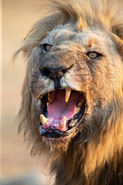 Leone maschio con una criniera enorme e denti lunghi sbadigliare con dopo aver mangiato — Foto Stock