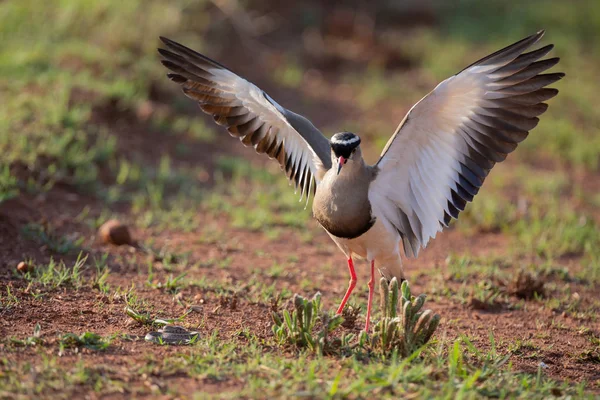 Gekroonde Lapwing proberen om een kleine slang af te feindigen — Stockfoto