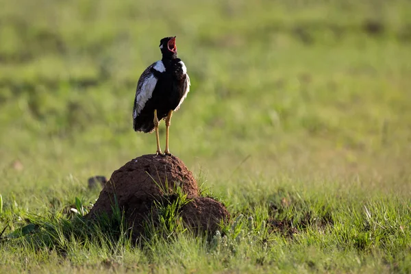 Northern Black Korhaan standing on an ant mound calling in early — Stock Photo, Image