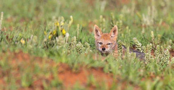 Lone Black Backed Jackal pup sitting in short green grass explor — Stock Photo, Image