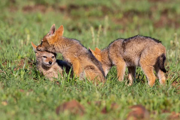 Three Black Backed Jackal puppies play in short green grass to d — Stock Photo, Image