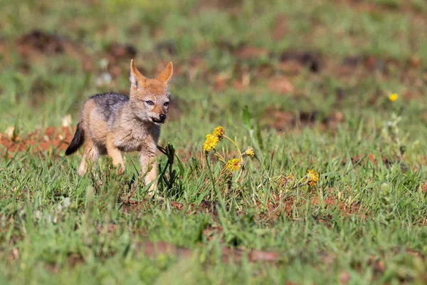 Lone Black Backed Jackal pup standing in short green grass to ex — Stock Photo, Image