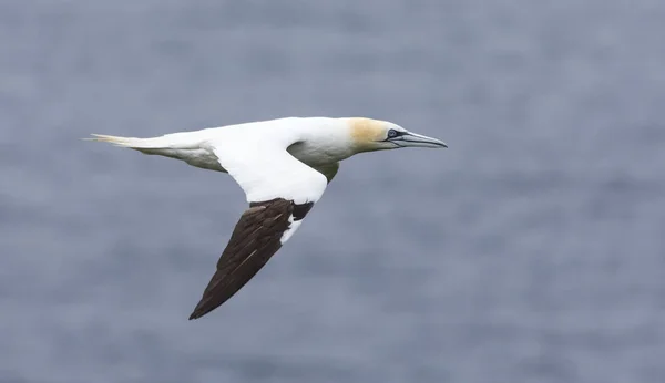 Lone northern gannet gliding on the wind along a cliff on Shetla — Stock Photo, Image
