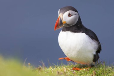 Shetland Adası Deniz cliff yeşil çimenlerin üzerinde dinlenme martı