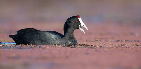 Ein Rotknopf-Blässhuhn sucht Fische für die Küken an einem Nest — Stockfoto