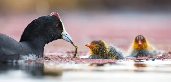 Two Red-knobbed coot chicks are fed small fish by mother to gain