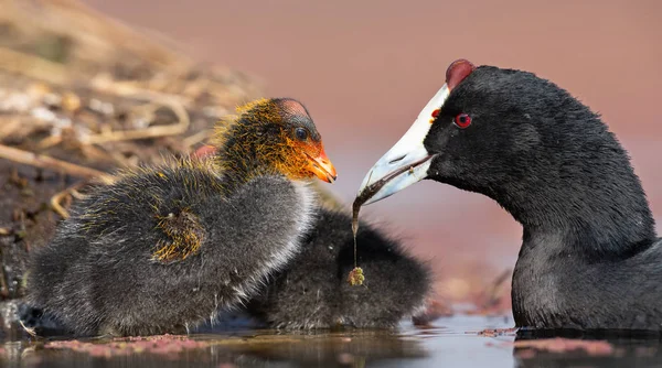 Red-knobbed coot chick is fed small fish by mother to gain stren — Stock Photo, Image