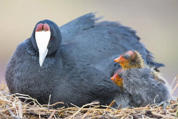 Red Knobbed Coot sitting on a nest with two chicks protecting — Stock Photo, Image