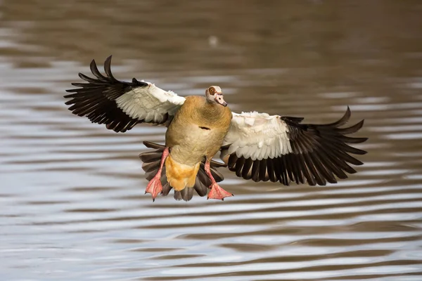 Aterragem de ganso egípcio único com um respingo em uma lagoa — Fotografia de Stock