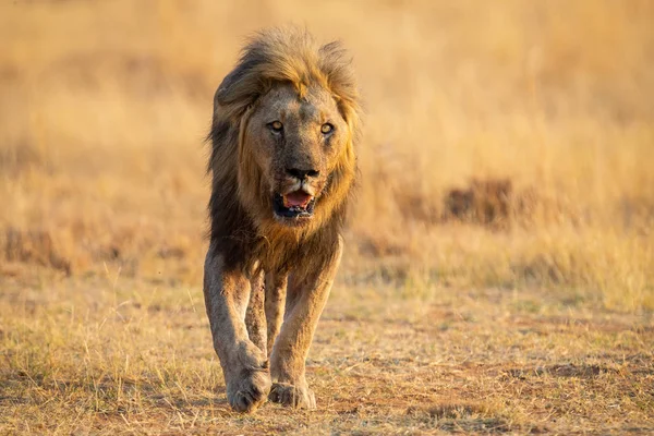 Lone Lion Man wandelen door droge bruin gras jagen voor voedsel — Stockfoto