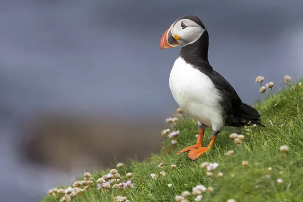 Puffin en la isla Shetland descansando en hierba verde y pequeño blanco —  Fotos de Stock