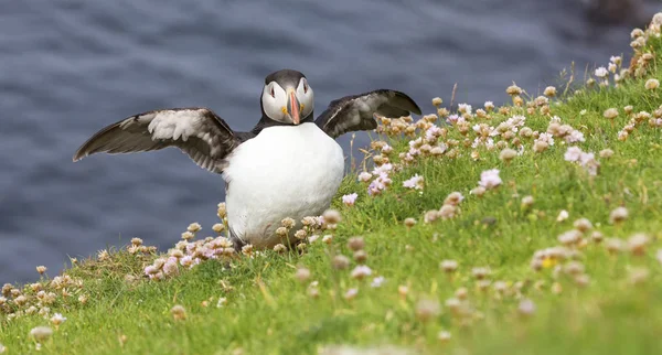 Puffin on Shetland Island resting in green grass and small white — Stock Photo, Image