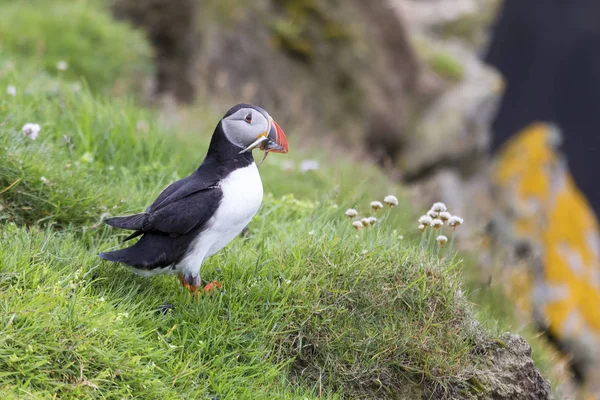 Puffin llevando peces a un nido en la isla Shetland para sus polluelos —  Fotos de Stock